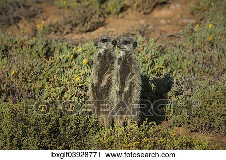 "Two Meerkats (Suricata suricatta), Little Karoo, Western Cape Province, South Africa, Africa" View Large Photo Image Stock Image - "Two Meerkats (Suricata suricatta), Little Karoo, Western Cape Province, South Africa, Africa". Fotosearch