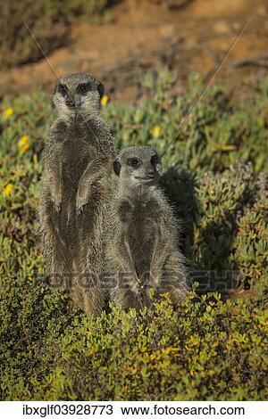 "Two Meerkats (Suricata suricatta), Little Karoo, Western Cape Province, South Africa, Africa" View Large Photo Image Stock Image - "Two Meerkats (Suricata suricatta), Little Karoo, Western Cape Province, South Africa, Africa". Fotosearch