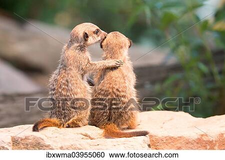 "Two Meerkats (Suricata suricatta), young, captive" View Large Photo Image Stock Image - "Two Meerkats (Suricata suricatta), young, captive". Fotosearch