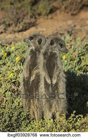 "Two Meerkats (Suricata suricatta) looking in opposite directions, Little Karoo, Western Cape Province, South Africa, Africa" View Large Photo Image Stock Photo - "Two Meerkats (Suricata suricatta) looking in opposite directions, Little Karoo, Western Cape Province, South Africa, Africa". Fotosearch