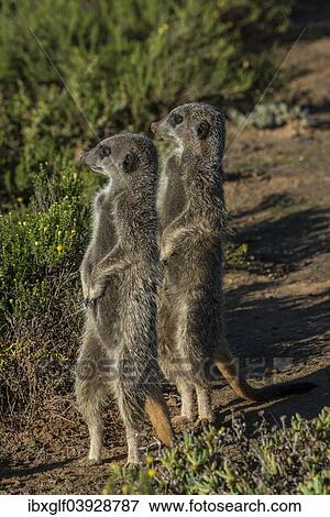 "Two Meerkats (Suricata suricatta), Little Karoo, Western Cape Province, South Africa, Africa" View Large Photo Image Stock Photo - "Two Meerkats (Suricata suricatta), Little Karoo, Western Cape Province, South Africa, Africa". Fotosearch