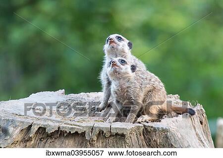 "Two Meerkats (Suricata suricatta), young, looking up, captive" View Large Photo Image Stock Photo - "Two Meerkats (Suricata suricatta), young, looking up, captive". Fotosearch