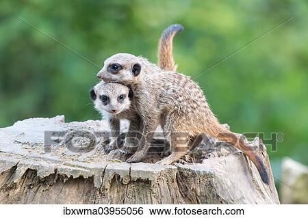 Stock Photograph - "Two Meerkats (Suricata suricatta), young, playing, captive". Fotosearch