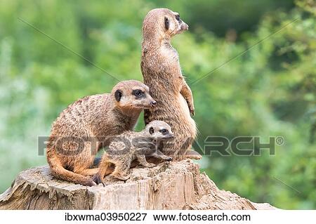 "Two meerkats (Suricata suricatta) with young on tree stump, captive, North Hesse, Hesse, Germany, Europe" View Large Photo Image Stock Photo - "Two meerkats (Suricata suricatta) with young on tree stump, captive, North Hesse, Hesse, Germany, Europe". Fotosearch