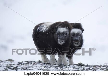 "Two Muskoxen (Ovibos moschatus), young, Dovrefjell- Sunndalsfjella National Park, Norway, Europe" View Large Photo Image Stock Photo - "Two Muskoxen (Ovibos moschatus), young, Dovrefjell- Sunndalsfjella National Park, Norway, Europe". Fotosearch