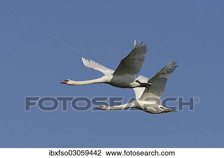 "Two Mute Swans (Cygnus olor) in flight, Thuringia, Germany, Europe" View Large Photo Image Stock Image - "Two Mute Swans (Cygnus olor) in flight, Thuringia, Germany, Europe". Fotosearch