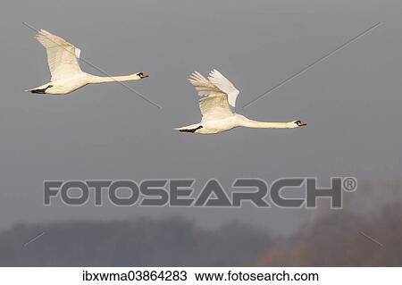 "Two mute swans (Cygnus olor) in flight, Rieselfelder Munster, North Rhine-Westphalia, Germany, Europe" View Large Photo Image Stock Image - "Two mute swans (Cygnus olor) in flight, Rieselfelder Munster, North Rhine-Westphalia, Germany, Europe". Fotosearch