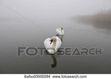 "Two Mute Swans (Cygnus olor) on a pond, Thuringia, Germany, Europe" View Large Photo Image Picture - "Two Mute Swans (Cygnus olor) on a pond, Thuringia, Germany, Europe". Fotosearch