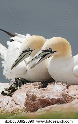 "Two Northern Gannets (Morus bassanus) sitting on a rock, Heligoland, Schleswig-Holstein, Germany, Europe" View Large Photo Image Stock Image - "Two Northern Gannets (Morus bassanus) sitting on a rock, Heligoland, Schleswig-Holstein, Germany, Europe". Fotosearch