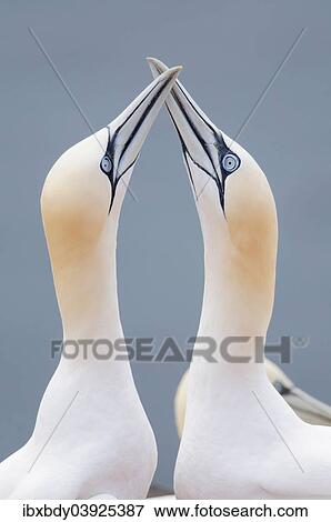 "Two Northern Gannets (Morus bassanus) touching beaks to greet each other, Heligoland, Schleswig-Holstein, Germany, Europe" View Large Photo Image Stock Photo - "Two Northern Gannets (Morus bassanus) touching beaks to greet each other, Heligoland, Schleswig-Holstein, Germany, Europe". Fotosearch