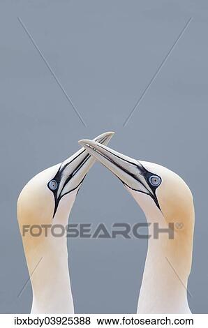 "Two Northern Gannets (Morus bassanus) touching beaks to greet each other, Heligoland, Schleswig-Holstein, Germany, Europe" View Large Photo Image Stock Photo - "Two Northern Gannets (Morus bassanus) touching beaks to greet each other, Heligoland, Schleswig-Holstein, Germany, Europe". Fotosearch