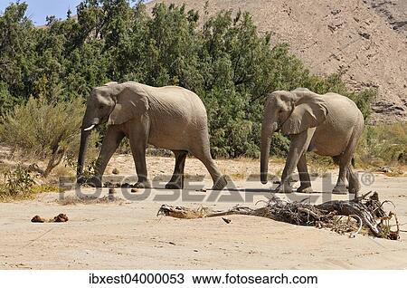 "Two of the rare Namibian Desert Elephant (Loxodonta africana), Hoanib River, Namib desert, Kaokoland, Kaokoveld, Kunene Province, Namibia, Africa" View Large Photo Image Stock Image - "Two of the rare Namibian Desert Elephant (Loxodonta africana), Hoanib River, Namib desert, Kaokoland, Kaokoveld, Kunene Province, Namibia, Africa". Fotosearch