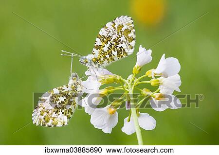 "Two Orange Tip butterflies (Anthocharis cardamines), males, on a Cuckooflower or Cuckoo Flower (Cardamine pratensis)" View Large Photo Image Stock Image - "Two Orange Tip butterflies (Anthocharis cardamines), males, on a Cuckooflower or Cuckoo Flower (Cardamine pratensis)". Fotosearch