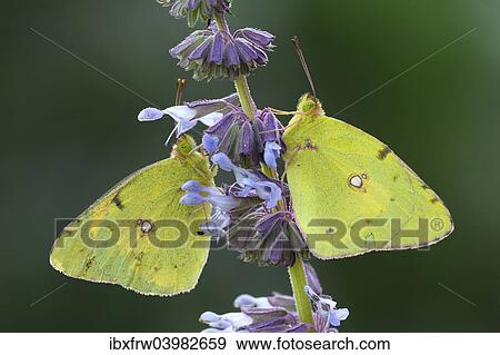 "Two Pale Clouded Yellows (Colias hyale), Bulgaria, Europe" View Large Photo Image Stock Photo - "Two Pale Clouded Yellows (Colias hyale), Bulgaria, Europe". Fotosearch
