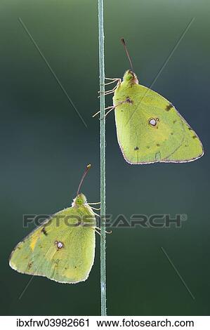 "Two Pale Clouded Yellows on a blade of grass, Golden Eight (Colias hyale), Bulgaria, Europe" View Large Photo Image Stock Image - "Two Pale Clouded Yellows on a blade of grass, Golden Eight (Colias hyale), Bulgaria, Europe". Fotosearch