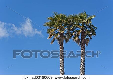 "Two palm trees against a blue sky, Auckland, New Zealand, Oceania" View Large Photo Image Stock Photo - "Two palm trees against a blue sky, Auckland, New Zealand, Oceania". Fotosearch