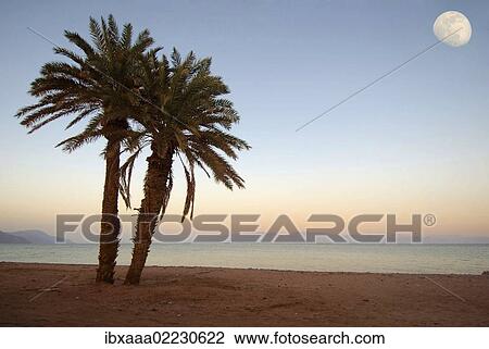 "Two palm trees on the beach, moon, Dahab, Red Sea, Egypt, Africa" View Large Photo Image Stock Image - "Two palm trees on the beach, moon, Dahab, Red Sea, Egypt, Africa". Fotosearch