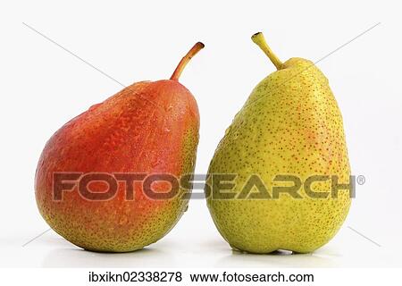 "Two pears, red and green" View Large Photo Image Stock Photo - "Two pears, red and green". Fotosearch