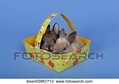 Two pet rabbits in an Easter basket View Large Photo Image Stock Image - Two pet rabbits in an Easter basket. Fotosearch