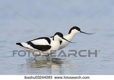 "Two Pied Avocets (Recurvirostra avosetta), Oosterend, Oosterend, Texel, West Frisian Islands, province of North Holland, The Netherlands, Europe" View Large Photo Image Stock Image - "Two Pied Avocets (Recurvirostra avosetta), Oosterend, Oosterend, Texel, West Frisian Islands, province of North Holland, The Netherlands, Europe". Fotosearch
