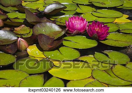 "Two pink Water Lilies (Nymphaea) on the surface of a pond, Quebec Province, Canada, North America" View Large Photo Image Stock Photograph - "Two pink Water Lilies (Nymphaea) on the surface of a pond, Quebec Province, Canada, North America". Fotosearch