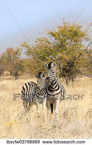 "Two Plains Zebras or Burchell's Zebras (Equus quagga burchelli), mother and foal, standing next to each other in the dry bushland, Etosha National Park, Namibia, Africa" View Large Photo Image Stock Photo - "Two Plains Zebras or Burchell's Zebras (Equus quagga burchelli), mother and foal, standing next to each other in the dry bushland, Etosha National Park, Namibia, Africa". Fotosearch