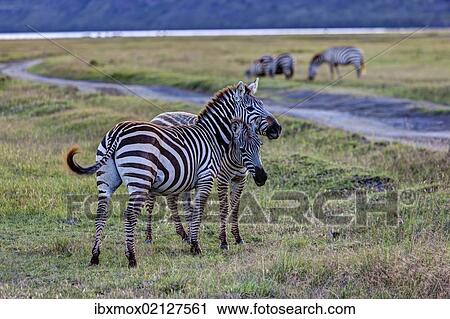 "Two playful zebras (Equus quagga boehmi), Lake Nakuru National Park, Kenya, East Africa, Africa, PublicGround, Africa" View Large Photo Image Stock Image - "Two playful zebras (Equus quagga boehmi), Lake Nakuru National Park, Kenya, East Africa, Africa, PublicGround, Africa". Fotosearch
