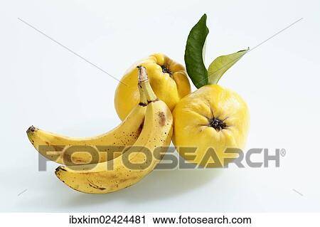 Two quinces and a two bananas View Large Photo Image Stock Image - Two quinces and a two bananas. Fotosearch