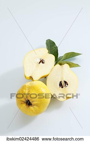 "Two quinces (Cydonia oblonga), one cut in halves" View Large Photo Image Stock Photograph - "Two quinces (Cydonia oblonga), one cut in halves". Fotosearch