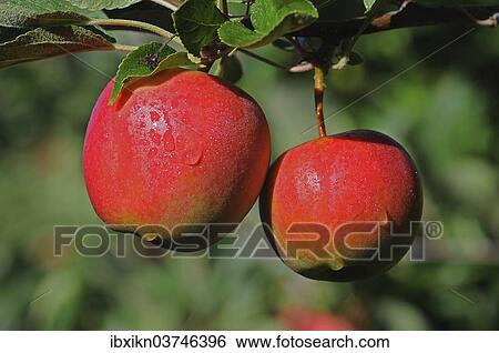 "Two red apples hanging on a branch, Germany, Europe" View Large Photo Image Stock Photograph - "Two red apples hanging on a branch, Germany, Europe". Fotosearch