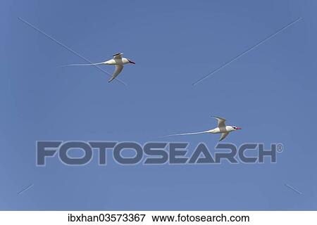 "Two Red-billed Tropicbirds or Boatswain Birds (Phaeton aethereus) in flight, Isla Genovesa, Galapagos Islands" View Large Photo Image Stock Photo - "Two Red-billed Tropicbirds or Boatswain Birds (Phaeton aethereus) in flight, Isla Genovesa, Galapagos Islands". Fotosearch