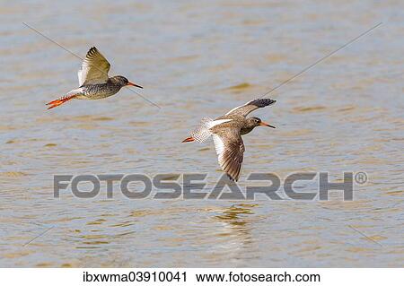 "Two Redshanks (Tringa totanus) in flight over water, Lake Neusiedl, Austria, Europe" View Large Photo Image Stock Image - "Two Redshanks (Tringa totanus) in flight over water, Lake Neusiedl, Austria, Europe". Fotosearch