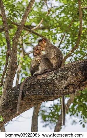 "Two rhesus monkeys (Macaca mulatta), juveniles, Mudumalai Wildlife Sanctuary, Tamil Nadu, India, Asia" View Large Photo Image Stock Photography - "Two rhesus monkeys (Macaca mulatta), juveniles, Mudumalai Wildlife Sanctuary, Tamil Nadu, India, Asia". Fotosearch