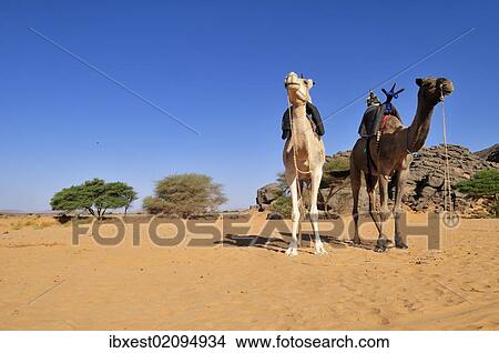 "Two riding camels in a vadi or wadi, Arabic term for valley, of Adrar Tekemberet, Immidir, Algeria, Sahara, North Africa, Africa" View Large Photo Image Picture - "Two riding camels in a vadi or wadi, Arabic term for valley, of Adrar Tekemberet, Immidir, Algeria, Sahara, North Africa, Africa". Fotosearch