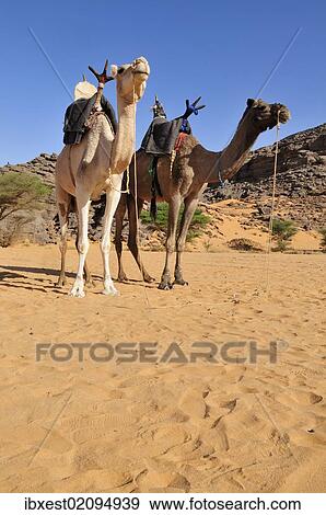 "Two riding camels in a vadi or wadi, Arabic term for valley, of Adrar Tekemberet, Immidir, Algeria, Sahara, North Africa, Africa" View Large Photo Image Stock Photo - "Two riding camels in a vadi or wadi, Arabic term for valley, of Adrar Tekemberet, Immidir, Algeria, Sahara, North Africa, Africa". Fotosearch