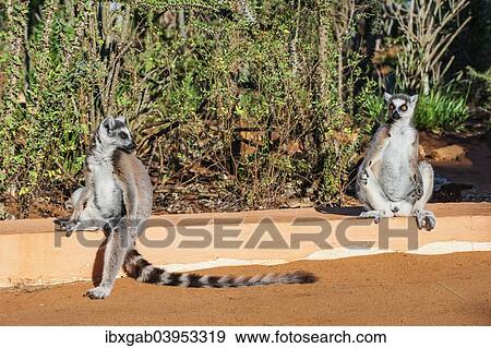 "Two Ring-tailed Lemurs (Lemur catta), Toliara Province, Madagascar, Africa" View Large Photo Image Stock Photo - "Two Ring-tailed Lemurs (Lemur catta), Toliara Province, Madagascar, Africa". Fotosearch