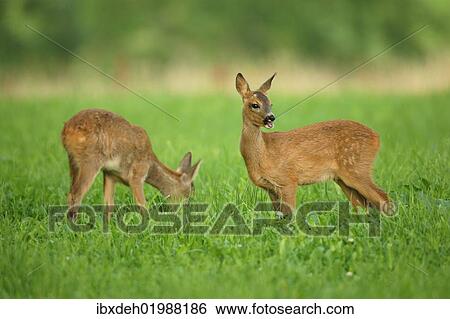 "Two Roe Deer (Capreolus capreolus), fawns, two months, Allgaeu, Bavaria, Germany, Europe" View Large Photo Image Stock Photograph - "Two Roe Deer (Capreolus capreolus), fawns, two months, Allgaeu, Bavaria, Germany, Europe". Fotosearch