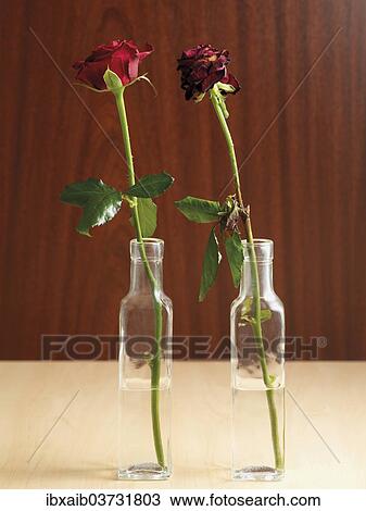 "Two roses in vases, one fresh the other withered" View Large Photo Image Stock Image - "Two roses in vases, one fresh the other withered". Fotosearch