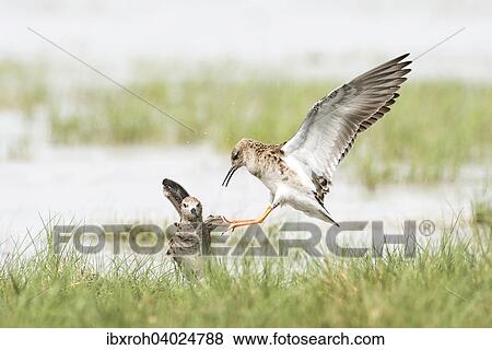 "Two Ruffs (Philo pugnax), National Park Lake Neusiedl, Burgenland, Austria, Europe" View Large Photo Image Stock Photo - "Two Ruffs (Philo pugnax), National Park Lake Neusiedl, Burgenland, Austria, Europe". Fotosearch