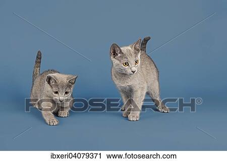 "Two Russian Blue cats, kittens, 10 weeks" View Large Photo Image Stock Image - "Two Russian Blue cats, kittens, 10 weeks". Fotosearch