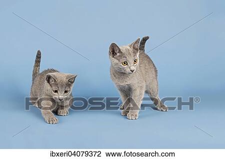 "Two Russian Blue cats, kittens, 10 weeks" View Large Photo Image Stock Image - "Two Russian Blue cats, kittens, 10 weeks". Fotosearch