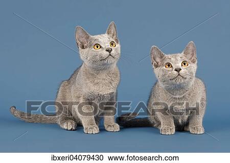 "Two Russian Blue cats, kittens, 10 weeks" View Large Photo Image Stock Image - "Two Russian Blue cats, kittens, 10 weeks". Fotosearch