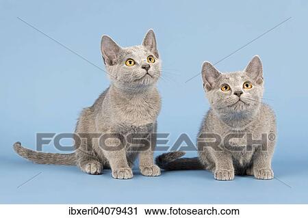 "Two Russian Blue cats, kittens, 10 weeks" View Large Photo Image Stock Image - "Two Russian Blue cats, kittens, 10 weeks". Fotosearch
