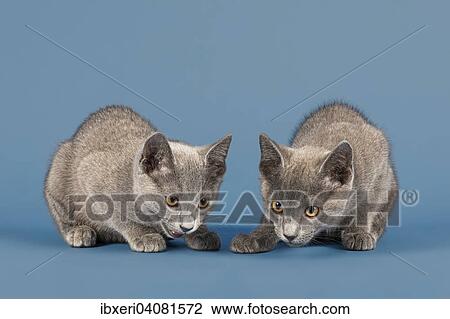 "Two Russian Blue Kitten, 10 weeks" View Large Photo Image Stock Image - "Two Russian Blue Kitten, 10 weeks". Fotosearch