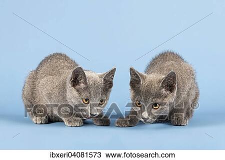 "Two Russian Blue Kitten, 10 weeks" View Large Photo Image Stock Image - "Two Russian Blue Kitten, 10 weeks". Fotosearch