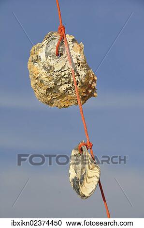 "Two seashells, Pacific oysters (Crassostrea gigas), North Sea, Amrum, Schleswig-Holstein, Germany, Europe" View Large Photo Image Stock Image - "Two seashells, Pacific oysters (Crassostrea gigas), North Sea, Amrum, Schleswig-Holstein, Germany, Europe". Fotosearch