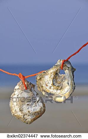 "Two seashells, Pacific oysters (Crassostrea gigas), North Sea, Amrum, Schleswig-Holstein, Germany, Europe" View Large Photo Image Stock Photo - "Two seashells, Pacific oysters (Crassostrea gigas), North Sea, Amrum, Schleswig-Holstein, Germany, Europe". Fotosearch