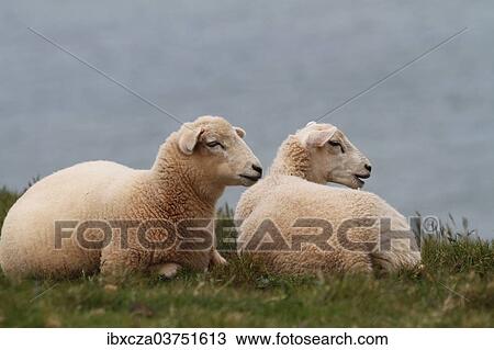 "Two sheep on the English Atlantic coast, Devon, England, United Kingdom, Europe" View Large Photo Image Stock Image - "Two sheep on the English Atlantic coast, Devon, England, United Kingdom, Europe". Fotosearch