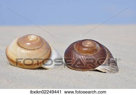 "Two snail shells in the sand, beach on the North Sea, St. Peter-Ording, Schleswig-Holstein, Germany, Europe" View Large Photo Image Stock Image - "Two snail shells in the sand, beach on the North Sea, St. Peter-Ording, Schleswig-Holstein, Germany, Europe". Fotosearch