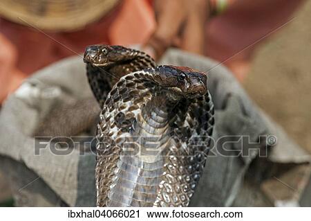 "Two snakes, cobras, Pokhara, Nepal, Asia" View Large Photo Image Stock Image - "Two snakes, cobras, Pokhara, Nepal, Asia". Fotosearch